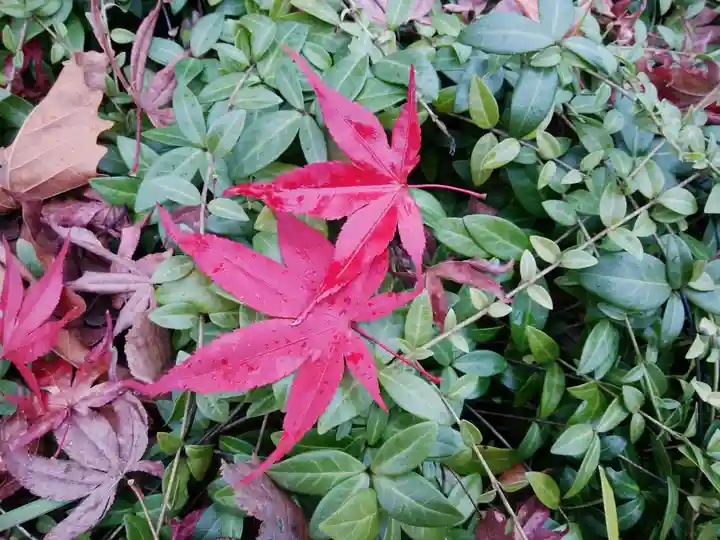 丸瀬布神社の自然