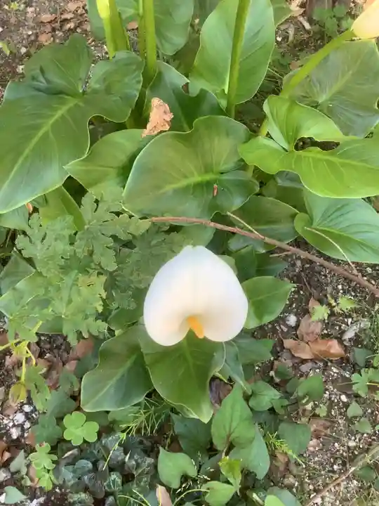 富部神社の自然