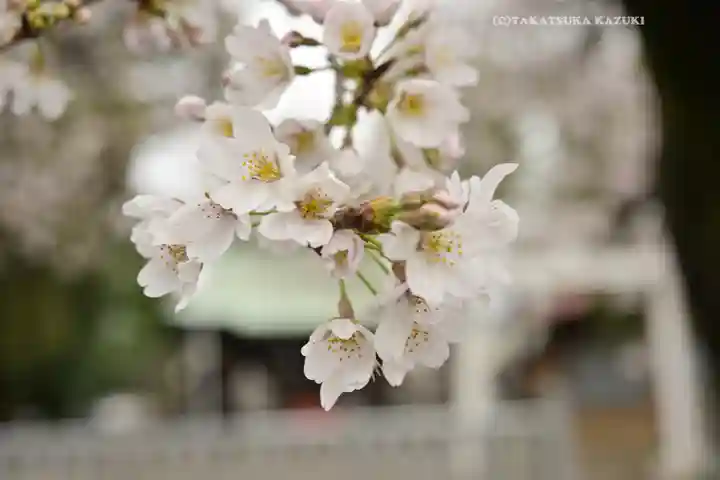 今泉神社(神奈川県)