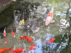 厳嶋神社の動物