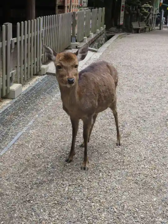 春日大社(奈良県)