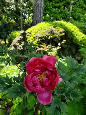 東長谷寺　薬王院の自然
