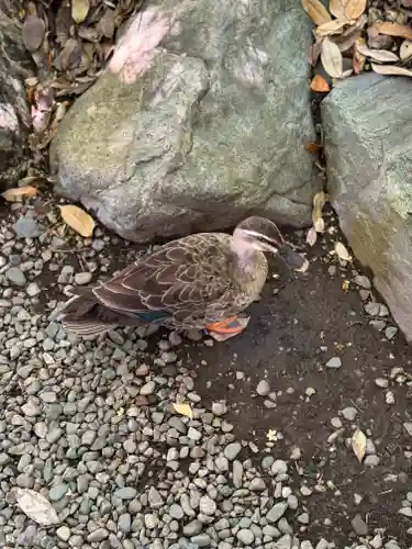 武蔵一宮氷川神社(埼玉県)