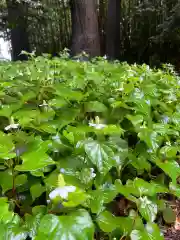 椿ノ海　水神社(千葉県)