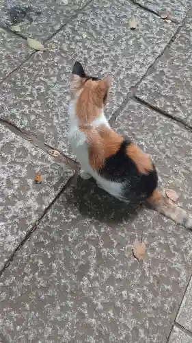 戸越八幡神社の動物