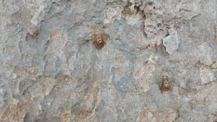 酒門神社(茨城県)