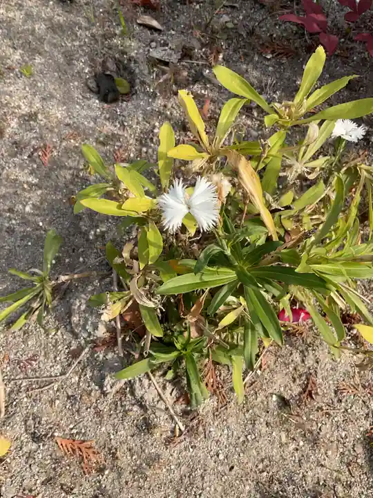 髙帝龍王龍神社(白山宮末社)(愛知県)