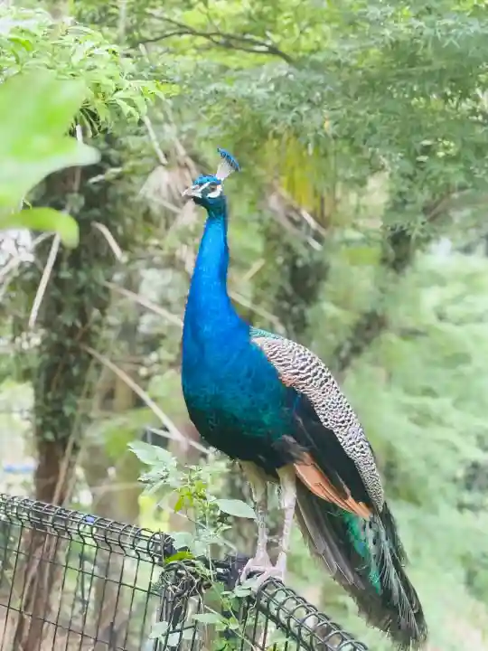 楽法寺(雨引観音)の{uncategorized: "未分類", other: "その他", undefined: "問題あり", building: "その他建物", grave: "お墓", sacred_gate: "鳥居", guardian: "狛犬", statue: "像", buddha: "仏像", history: "歴史", nature: "自然", garden: "庭園", animal: "動物", pagoda: "塔", temizu: "手水舎", mountain_gate: "山門・神門", sanctuary: "本殿・本堂", subordinate: "末社・摂社", art: "芸術", scenery: "景色", jizo: "地蔵", ema: "絵馬", goshuin: "御朱印", omikuji: "おみくじ", items: "授与品その他", amulet: "お守り", goshuincho: "御朱印帳", eats: "食事", festival: "お祭り", votive_dance: "神楽", shichigosan: "七五三参", wedding: "結婚式", experience: "体験その他", initially: "初詣", around: "周辺", anti_infection: "感染症対策"}