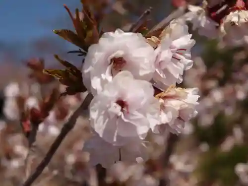 石上寺(埼玉県)