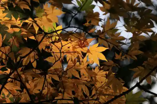 王宮伊豆神社の自然