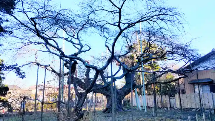 般若院(茨城県)