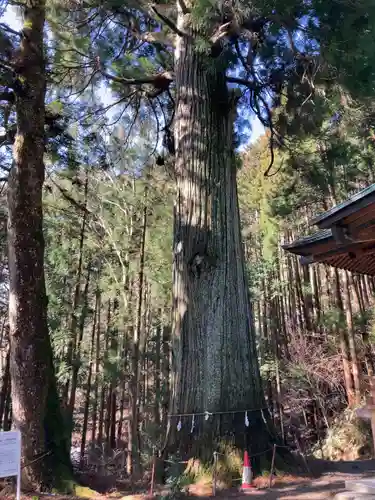 羽田神社の自然