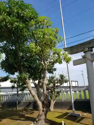 諏訪神社の鳥居