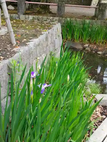 津島神社の自然
