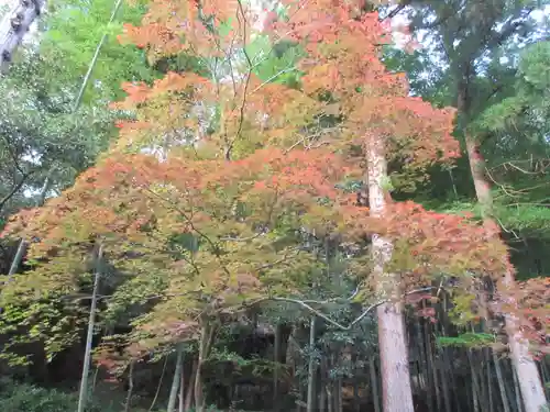 今熊野観音寺(京都府)