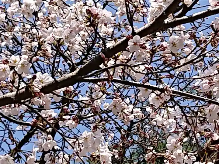 櫻木神社の自然