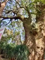 田ノ上八幡神社の自然