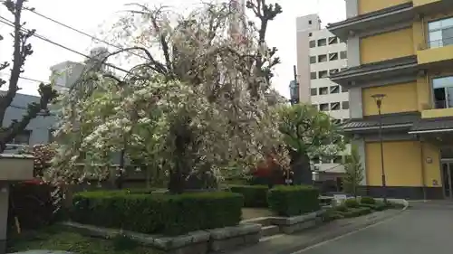 東本願寺の庭園