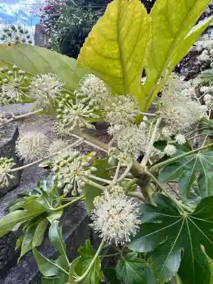 京都乃木神社の{uncategorized: "未分類", other: "その他", undefined: "問題あり", building: "その他建物", grave: "お墓", sacred_gate: "鳥居", guardian: "狛犬", statue: "像", buddha: "仏像", history: "歴史", nature: "自然", garden: "庭園", animal: "動物", pagoda: "塔", temizu: "手水舎", mountain_gate: "山門・神門", sanctuary: "本殿・本堂", subordinate: "末社・摂社", art: "芸術", scenery: "景色", jizo: "地蔵", ema: "絵馬", goshuin: "御朱印", omikuji: "おみくじ", items: "授与品その他", amulet: "お守り", goshuincho: "御朱印帳", eats: "食事", festival: "お祭り", votive_dance: "神楽", shichigosan: "七五三参", wedding: "結婚式", experience: "体験その他", initially: "初詣", around: "周辺", anti_infection: "感染症対策"}