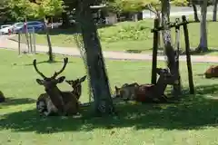 東大寺戒壇院千手堂の動物