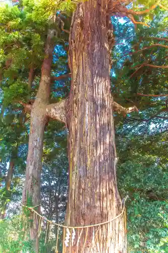 熊野那智神社の自然