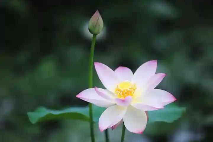 浄土寺(兵庫県)