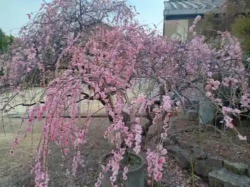 和泉國一之宮　大鳥大社(大阪府)
