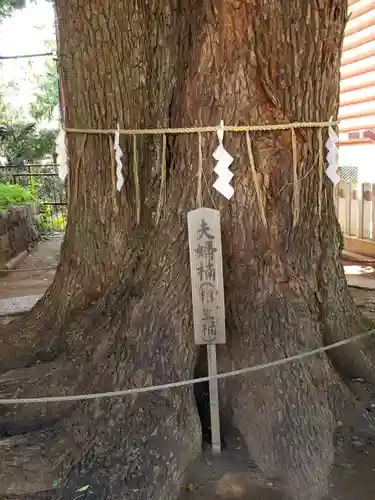 諏訪神社の自然