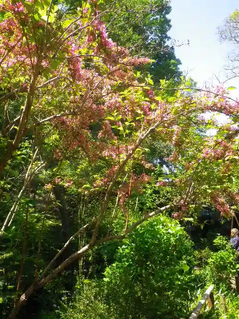 安國論寺(安国論寺)の庭園