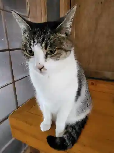 玉野御嶽神社(愛知県)