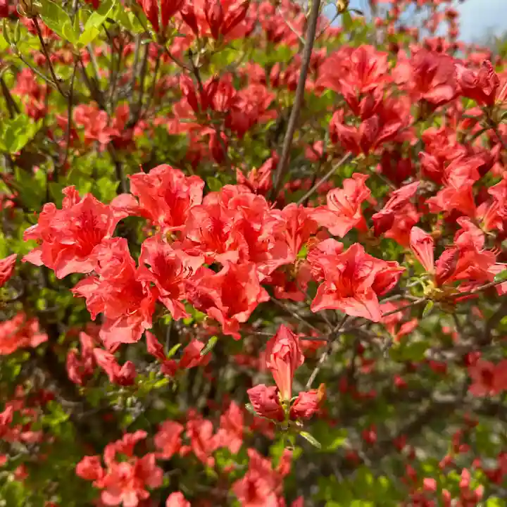 豊景神社(福島県)