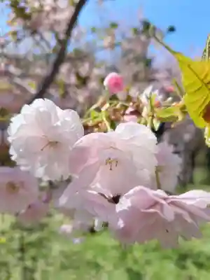 平岸天満宮・太平山三吉神社(北海道)