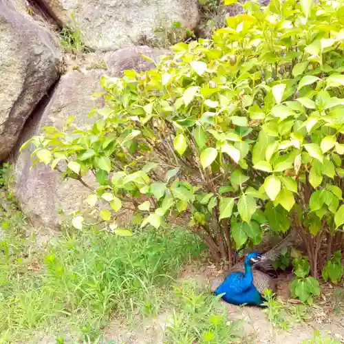 楽法寺（雨引観音）(茨城県)