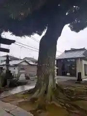 境香取神社の自然