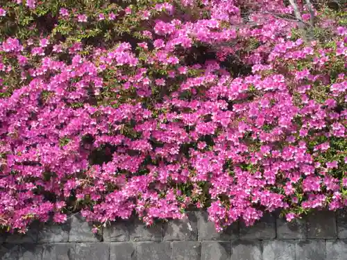 安養院　(田代寺）の自然