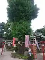 川越八幡宮の自然