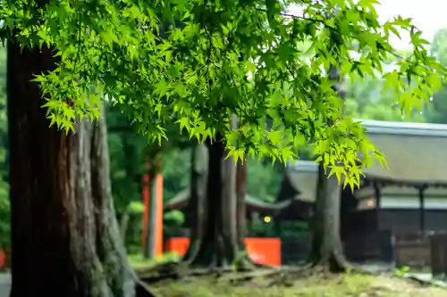 賀茂別雷神社（上賀茂神社）(京都府)