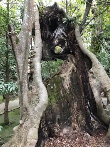 大野湊神社の自然
