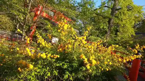 賀茂御祖神社（下鴨神社）の自然