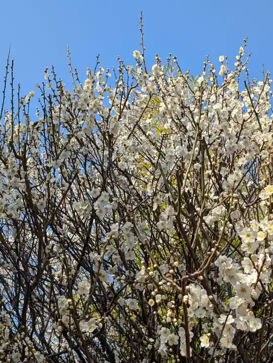 東神奈川熊野神社(神奈川県)