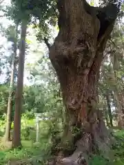 八幡神社の自然