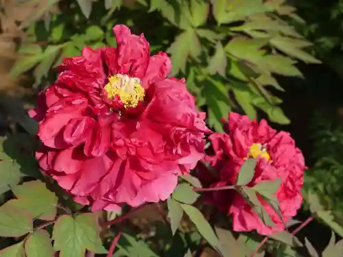 東長谷寺　薬王院の自然