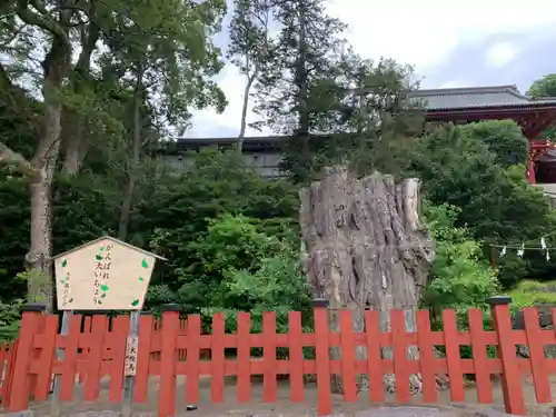 鶴岡八幡宮の自然