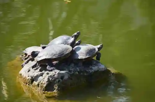 亀戸天神社の動物