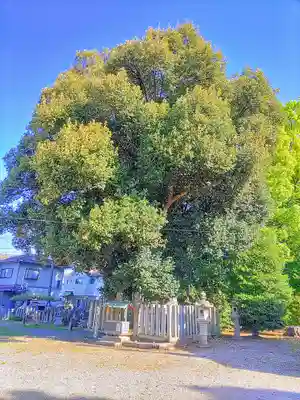 八劔社（布袋八剱神社）の自然