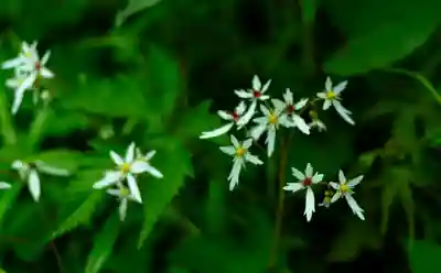 白山比咩神社　奥宮(石川県)