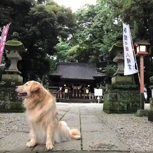 間々田八幡宮の動物