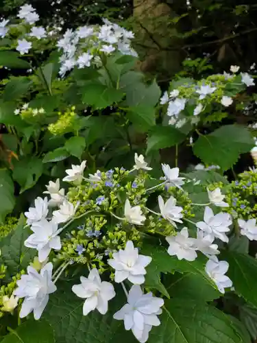 沙沙貴神社(滋賀県)