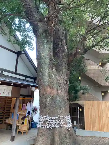 上目黒氷川神社の自然