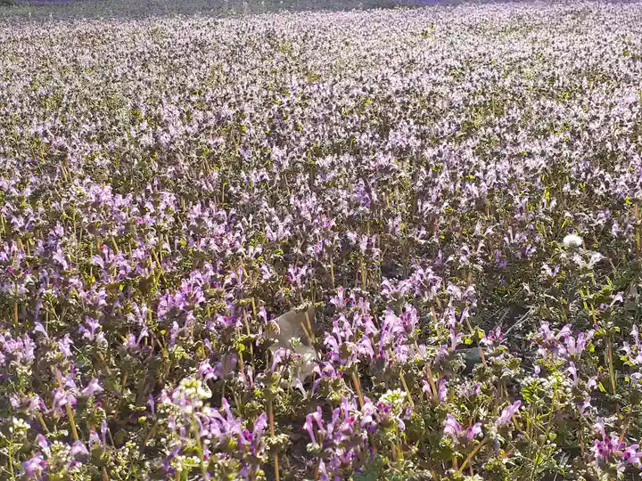 伏木香取神社の自然